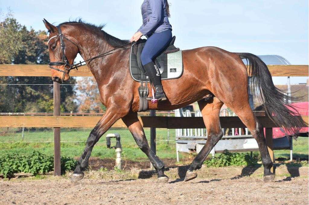 100 % correcte,  röntgen ok , mooie, lieve BWP ruinen, Springpaard, Met stamboom, Ruin, L