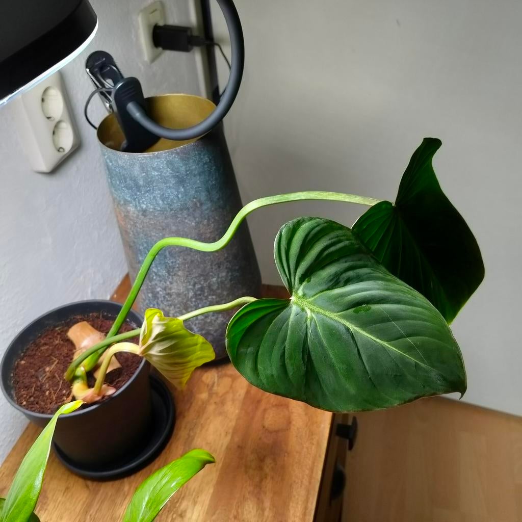 Philodendron Gloriosum, Ophalen, Halfschaduw, Minder dan 100 cm