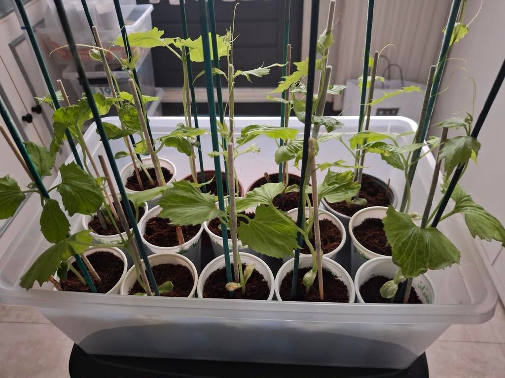 Surinaamse sopropo, sim en poi plantjes, Ophalen, Eenjarig, Groenteplanten, Volle zon