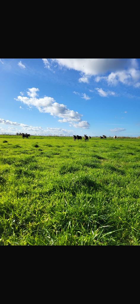 Weide gezocht voor schapen