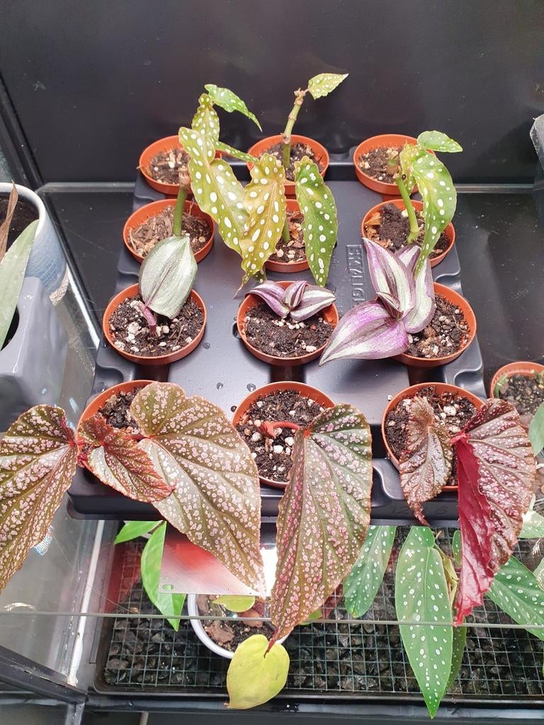 Begonia Pink Spot stekken - Geworteld met nieuwe uitloop, Ophalen of Verzenden