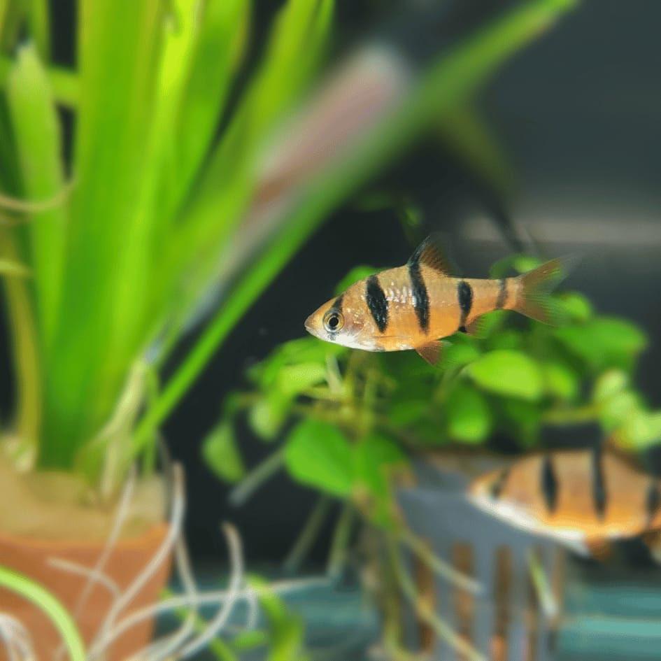 Vijfstreep barbelen, Dieren en Toebehoren, Vis, Zoetwatervis, Schoolvis