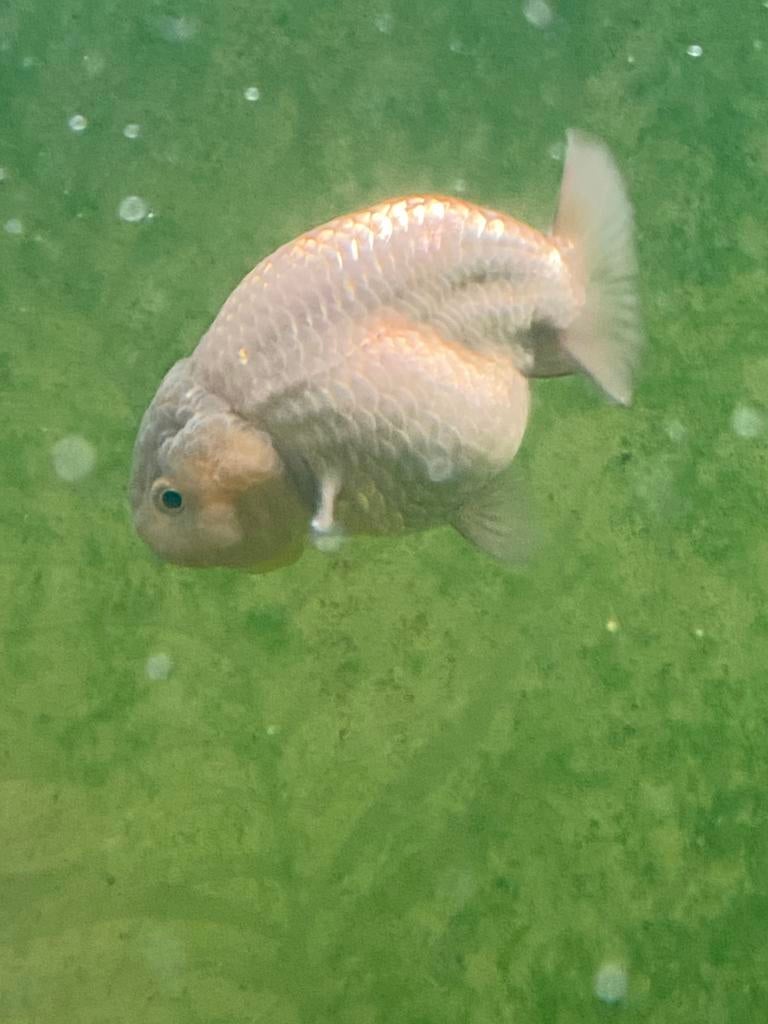 2 ranchu, Dieren en Toebehoren, Vis, Zoetwatervis