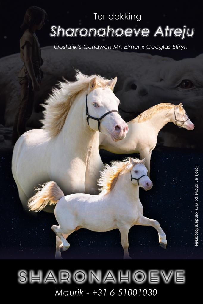 Perlino welsh A hengst ter dekking, Hengst