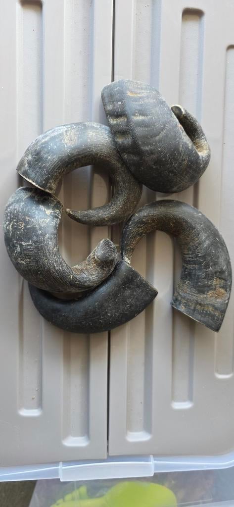 5x Buffelhoorn klein, Dieren en Toebehoren, Dierenvoeding, Kat, Ophalen of Verzenden