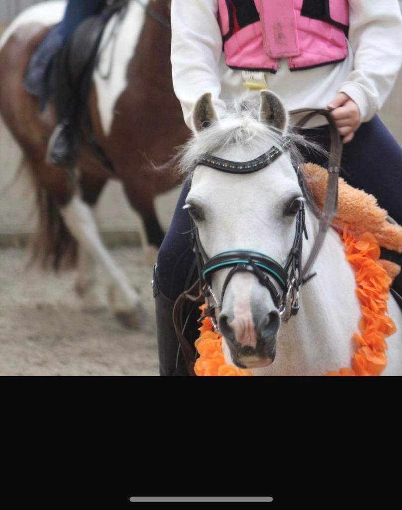 Verzorgster gezocht voor lieve whels a pony Sienna, Ophalen of Verzenden, Nieuw