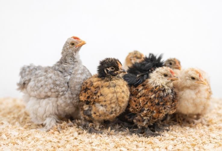 Cochin kriel kuikens, Dieren en Toebehoren, Geslacht onbekend, Kip