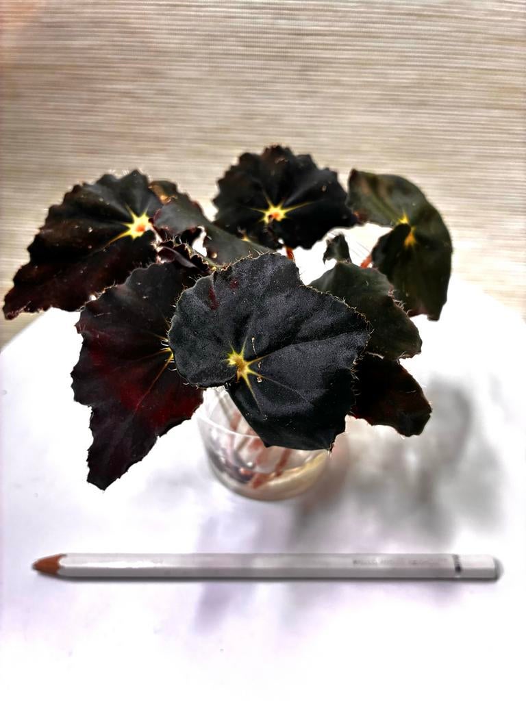 Begonia Black Mamba stekken - Fluweel paars/groen, Overige soorten, Minder dan 100 cm, Bloeiende kamerplant, Halfschaduw
