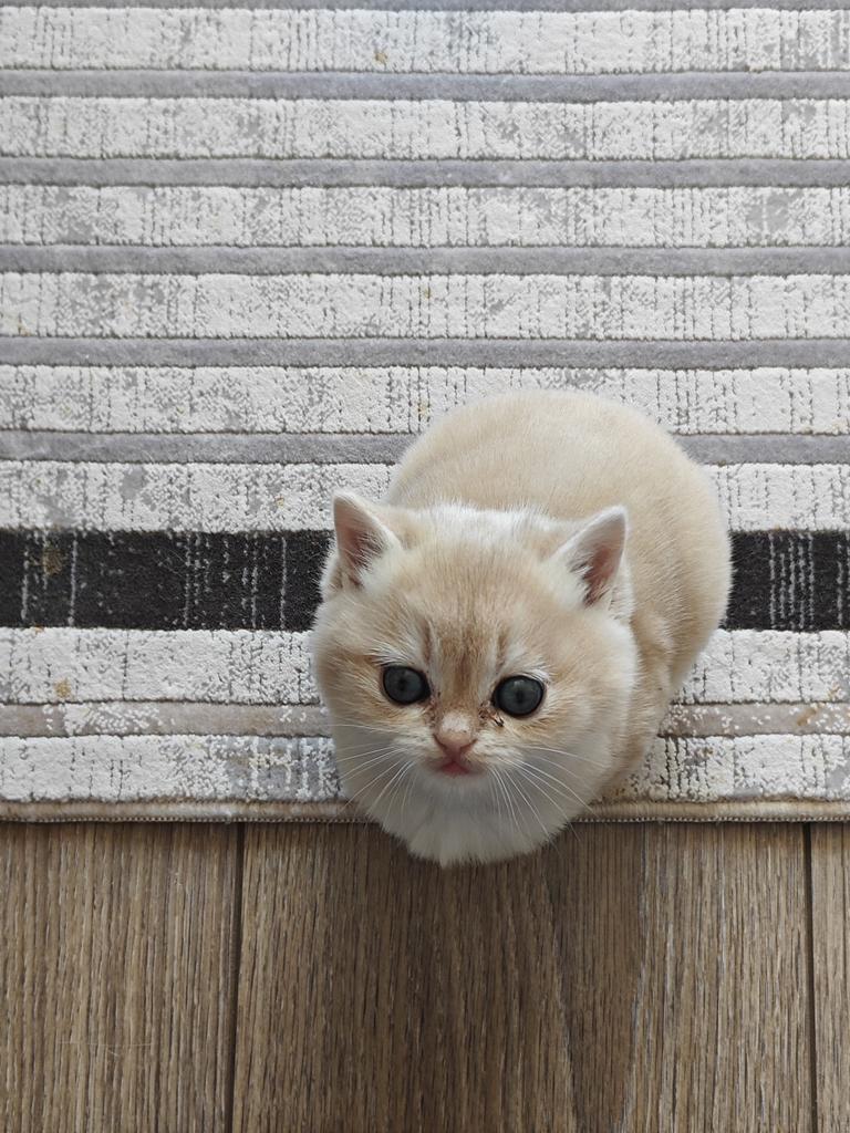 British Shorthair Golden Shaded Kitten (GERESERVEERD), Poes