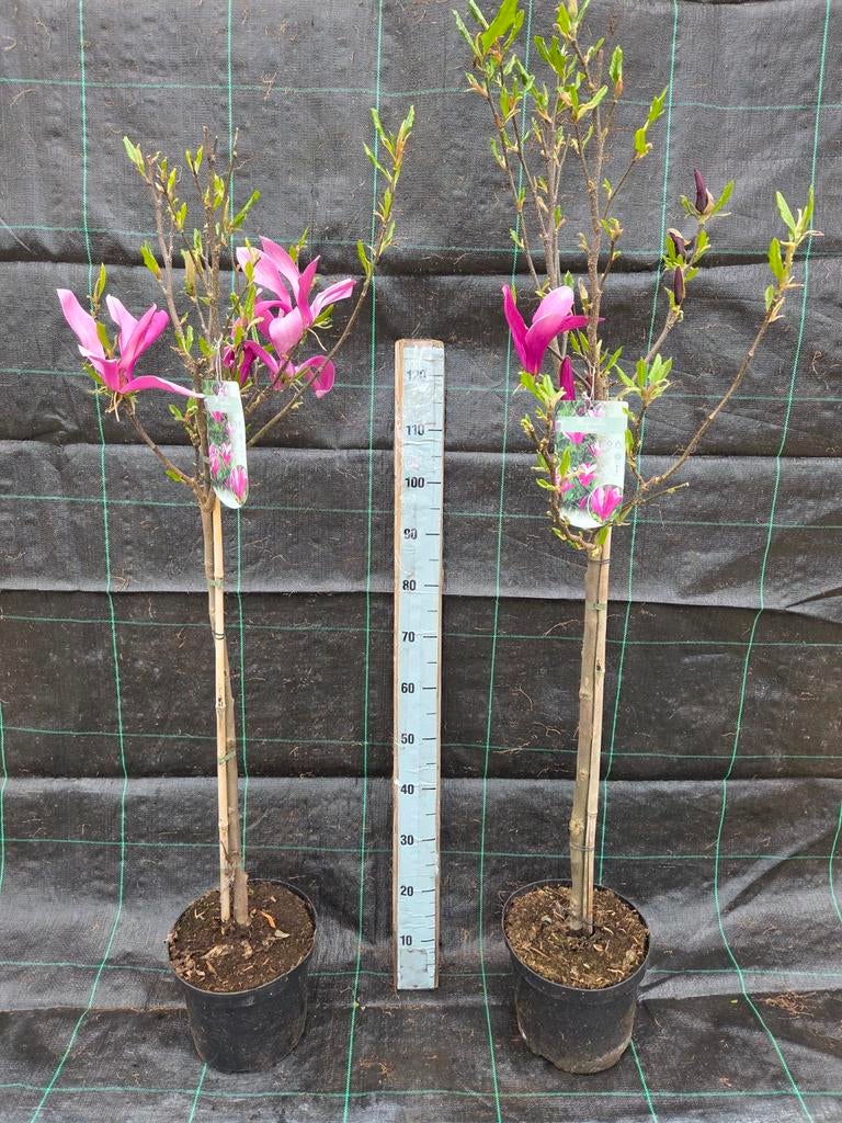 Magnolia op stam - Prachtige bloeiende boom voor uw tuin, Volle zon, Vaste plant, Lente, Ophalen
