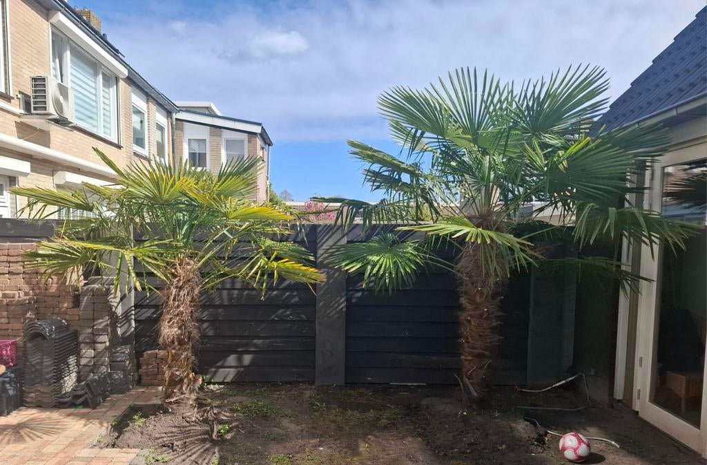 2 palmbomen winterhard, Ophalen