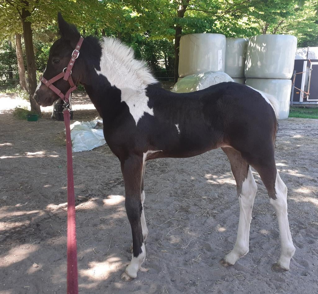 Barock pinto merrie., Merrie, Minder dan 160 cm, 0 tot 2 jaar