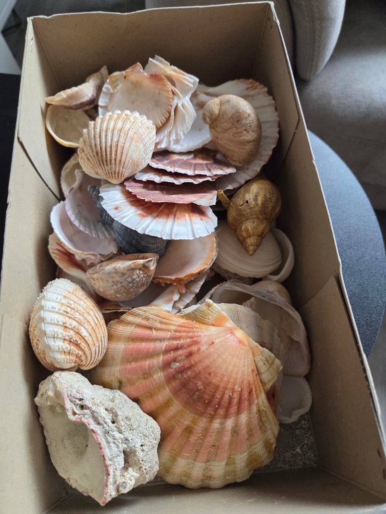 Diverse schelpen collectie - decoratie/hobby, Ophalen of Verzenden, Gebruikt