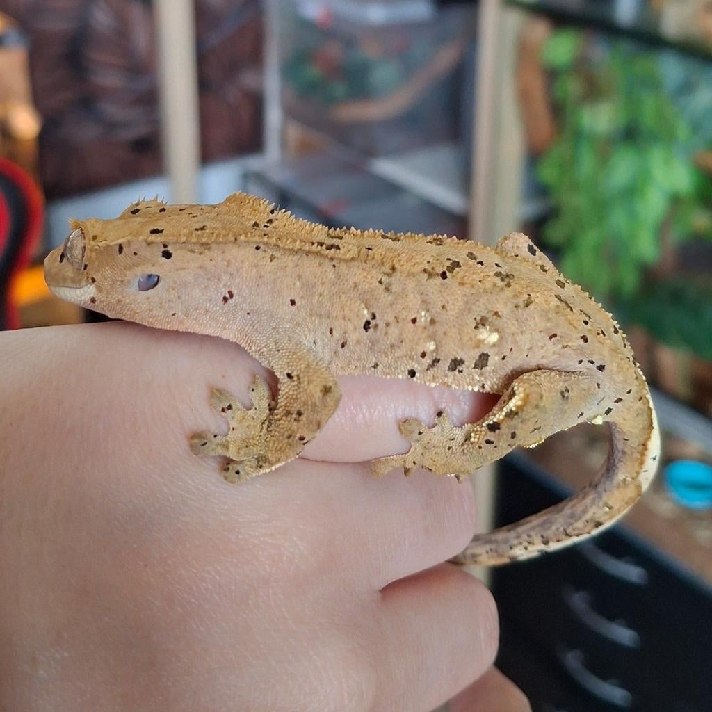 Superdalmatian wimpergekko/crested gecko man (1.0) Crested Gecko - male for sale from Lotus' Creatures