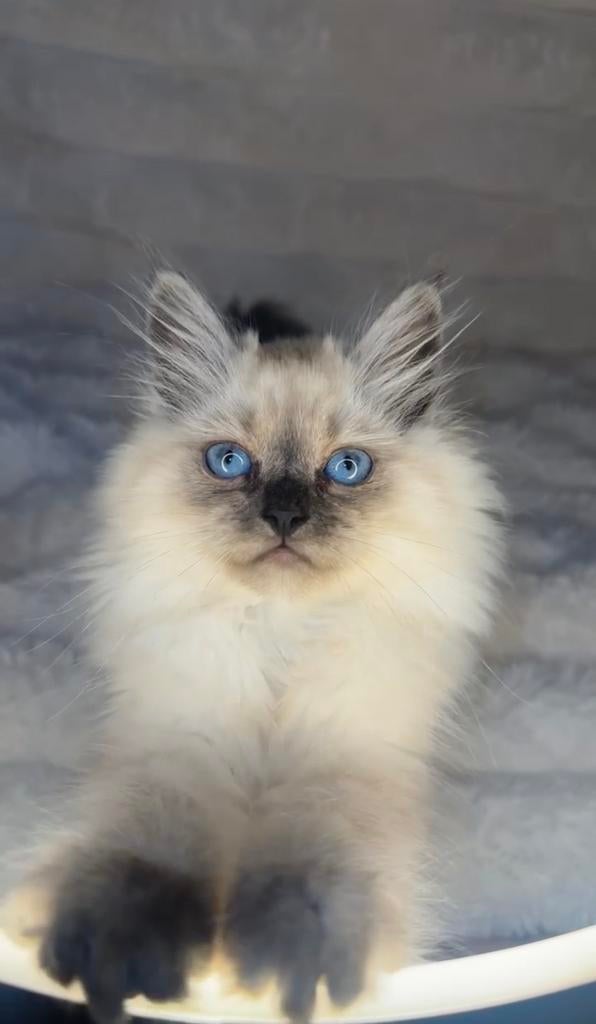 Ragdoll kitten direct beschikbaar, Dieren en Toebehoren, Katten en Kittens | Raskatten | Langhaar, Kater, Ontwormd, 0 tot 2 jaar