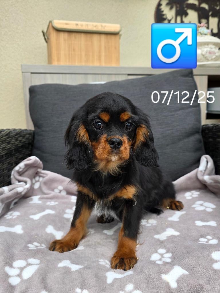 mooie cavalier king charles pups, Dieren en Toebehoren, Parvo, België, Reu, 8 tot 15 weken