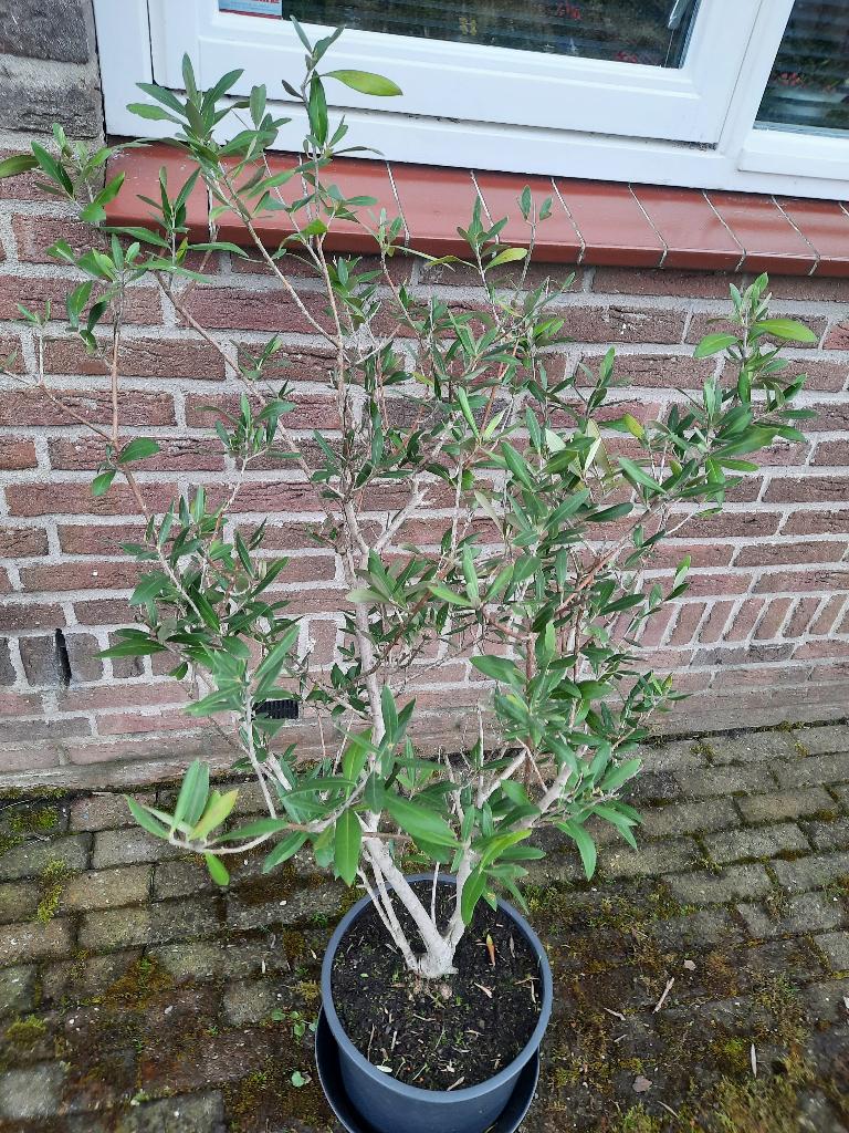 Olijf struik olijfboom boompje, Ophalen, Volle zon, Vaste plant, Zomer