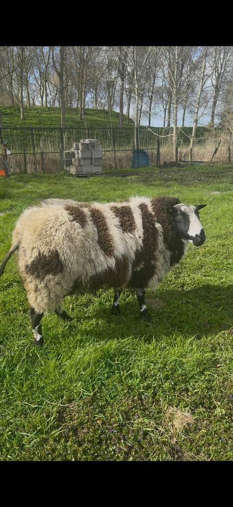 Bonte ram, Mannelijk, Schaap