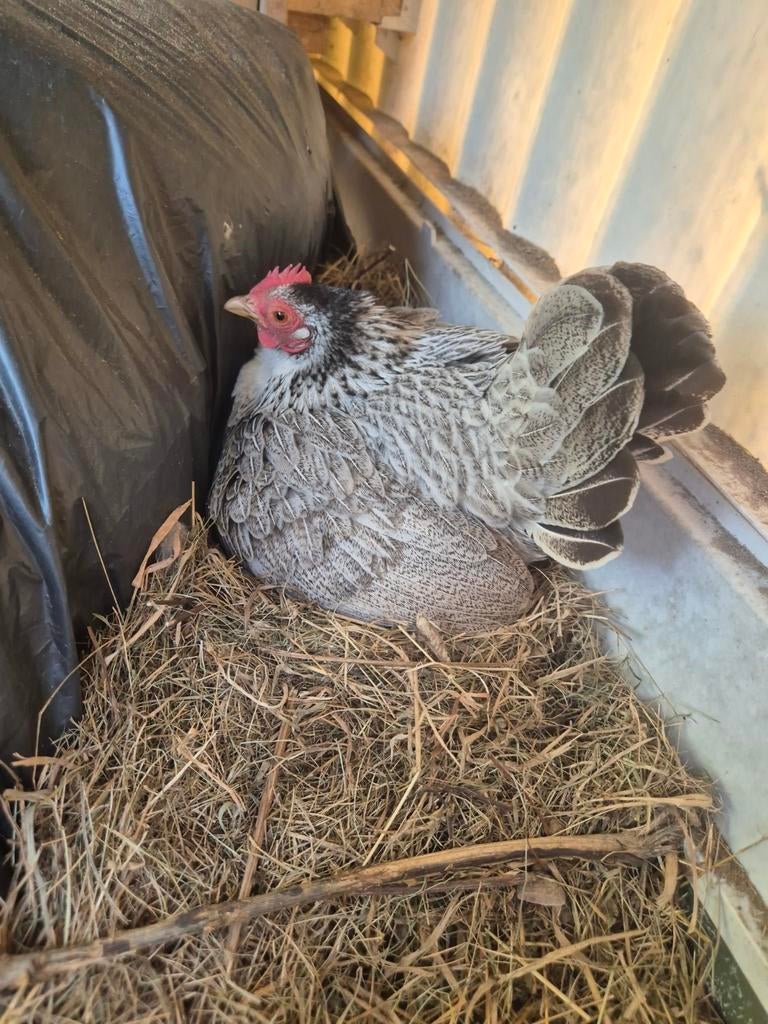 broedeieren kruising serama, Dieren en Toebehoren, Geslacht onbekend, Kip