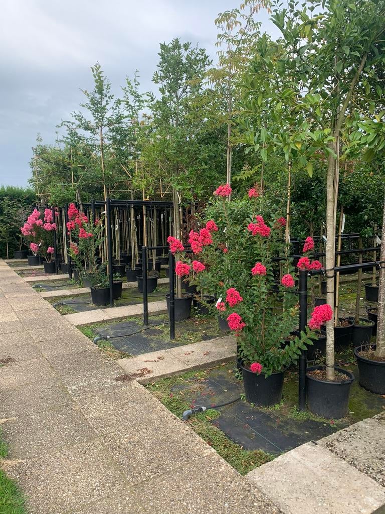 Lagerstroemia in soorten, bomen en meerstammige, Ophalen, Bloeit niet, Halfschaduw, 100 tot 250 cm