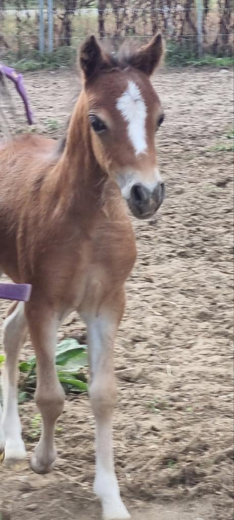 Super mooi NMPRS ASPC AMHR minipaardjes fok en show merries, Merrie