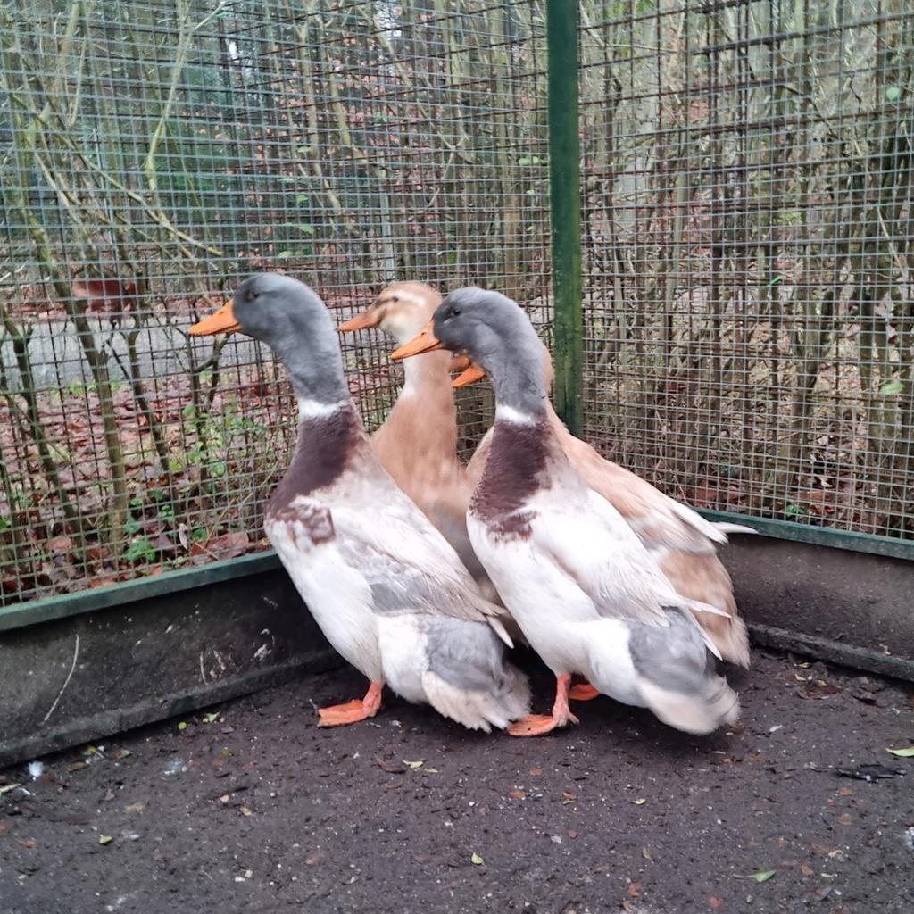 Fantastische koppels - trio's Saksen eenden Saksische eenden, Dieren en Toebehoren, Meerdere dieren, Eend