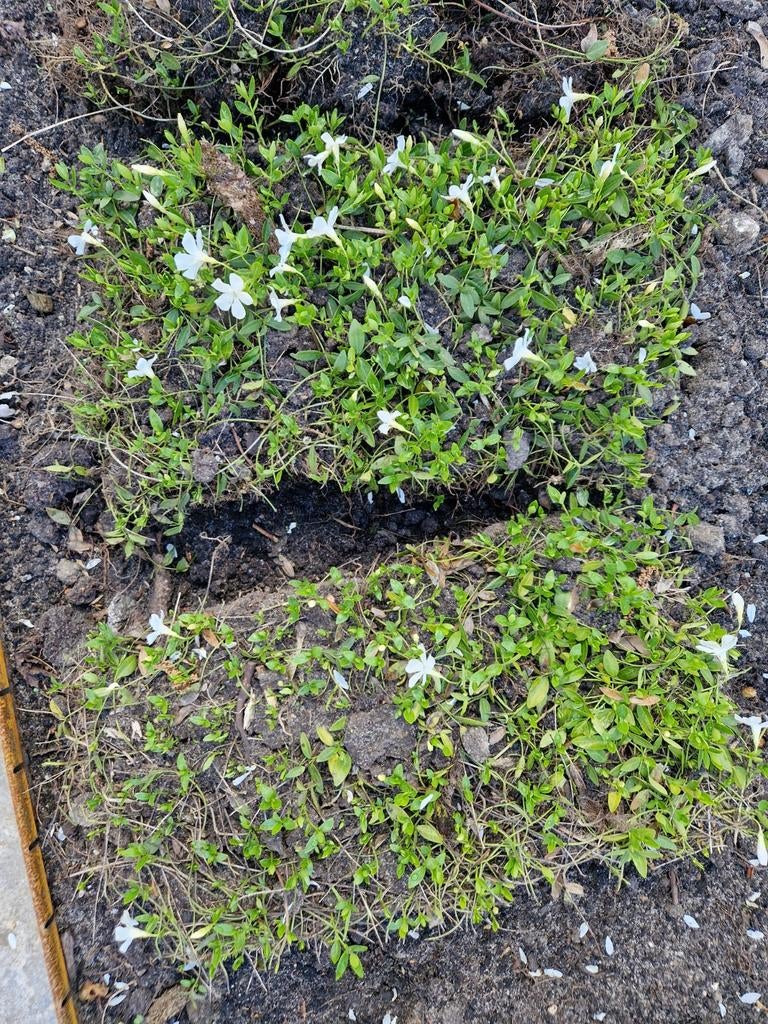 Witte Vinca Minor - Bodembedekker, Ophalen, Bodembedekkers, Vaste plant, Halfschaduw