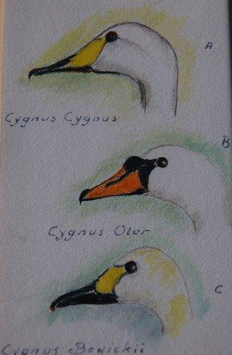 Ingelijste aquarel van drie zwaan soorten, Ophalen of Verzenden