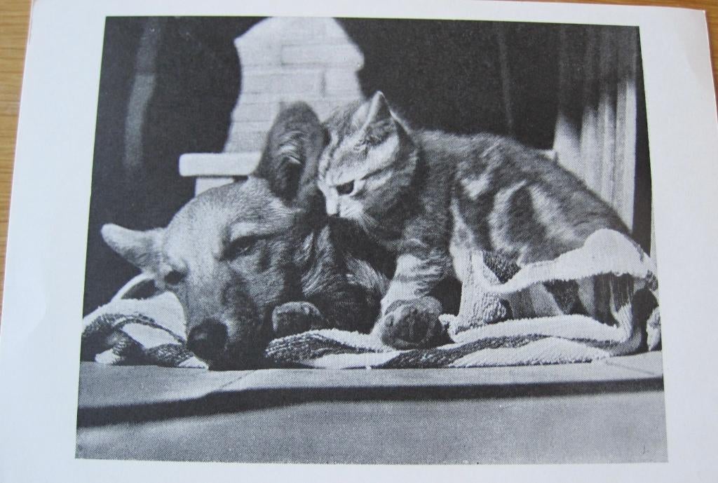 Hond en poes liggen samen - nieuw, Verzenden, 1980 tot heden, Ongelopen, Hond of Kat