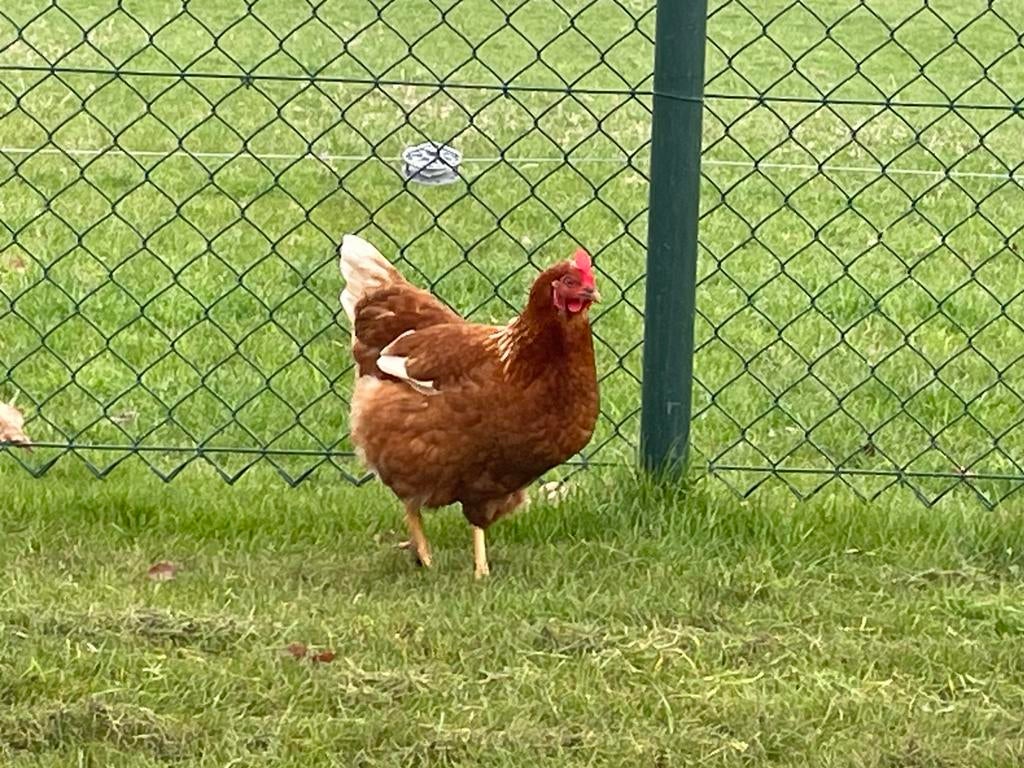 Kippen + kippenhok Barneveldse kip Zijdehoen, Meerdere dieren, Kip