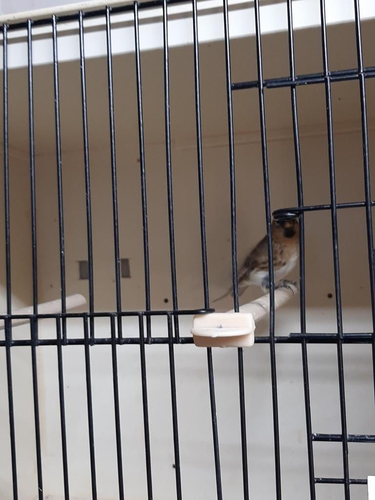 Barmsijs man 2025 wildkleur, Dieren en Toebehoren, Wildzangvogel