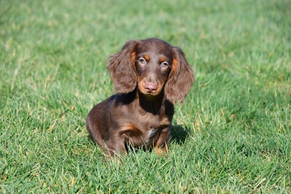 Langharige Teckel pups te koop, 15 weken tot 1 jaar, Reu, Buitenland, Dwerg