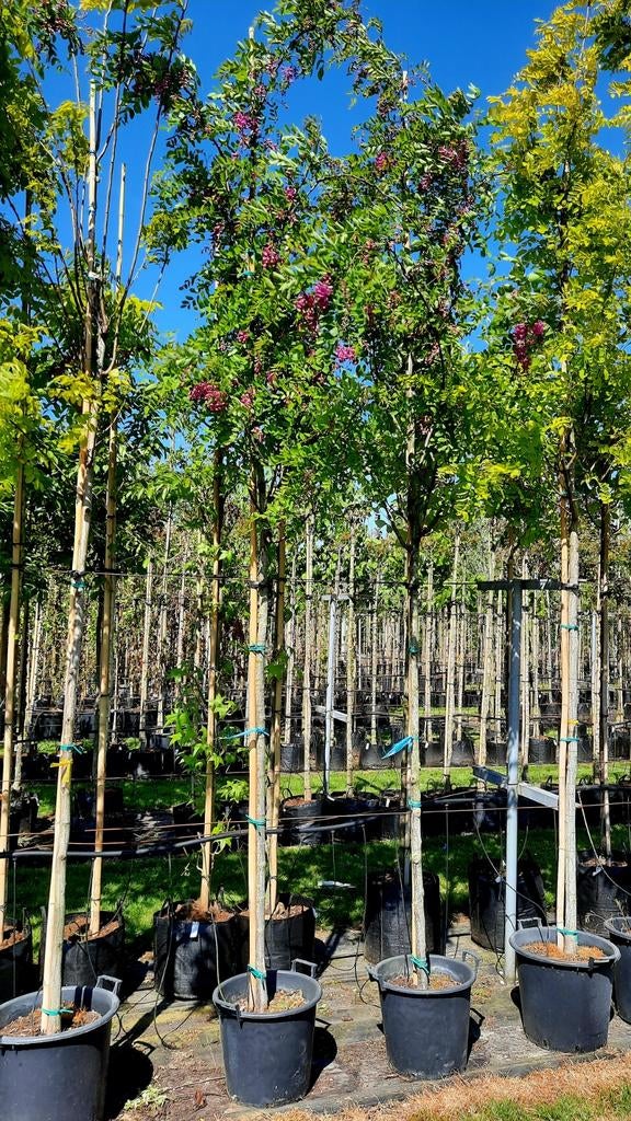 Robinia margaretta ´Casque Rouge´ (rode Acacia) 🌿🌺, Tuin en Terras, Planten | Bomen, Ophalen, Volle zon, Overige soorten