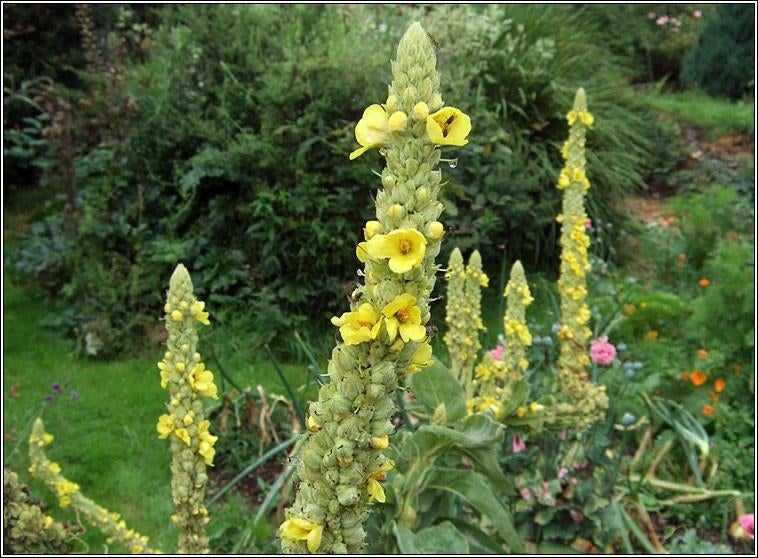 Zaden Verbascum thapsus, Verzenden, Volle zon