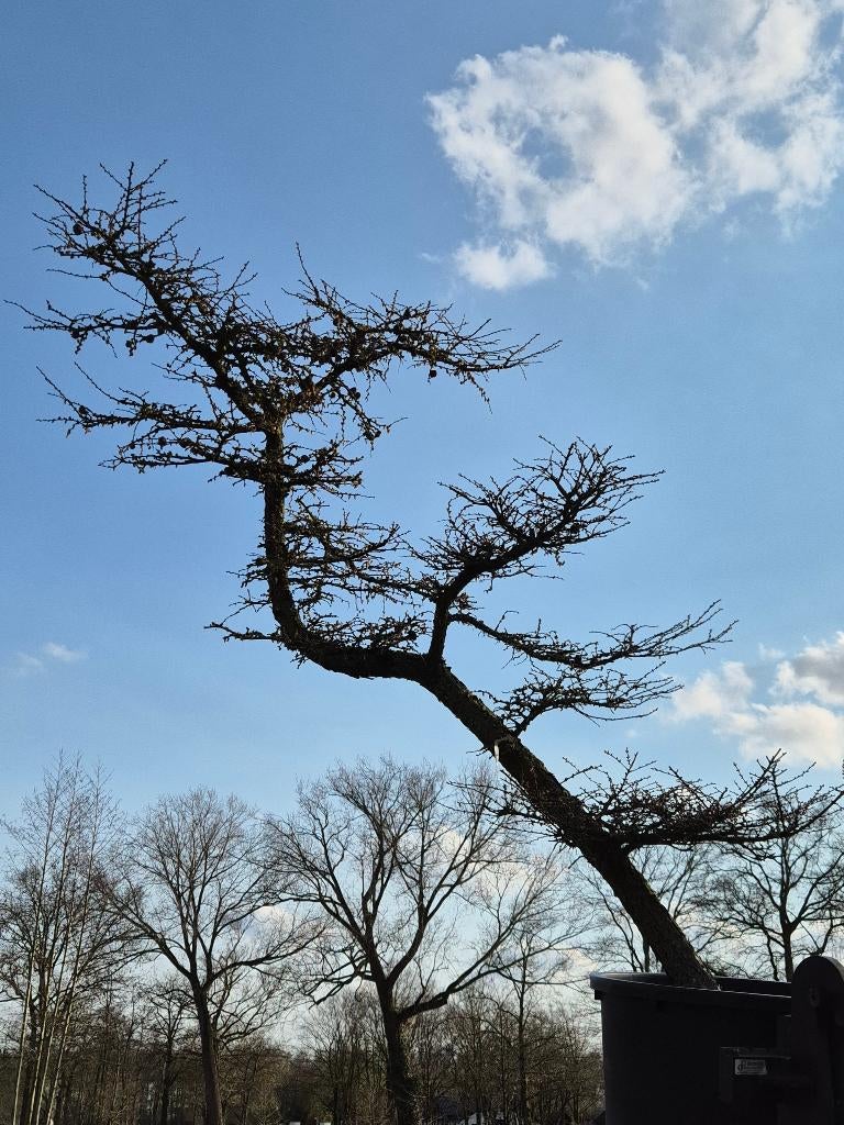 Lariks bonsaivorm, Tuin en Terras, Planten | Bomen, Overige soorten, Lente, 100 tot 250 cm, Ophalen