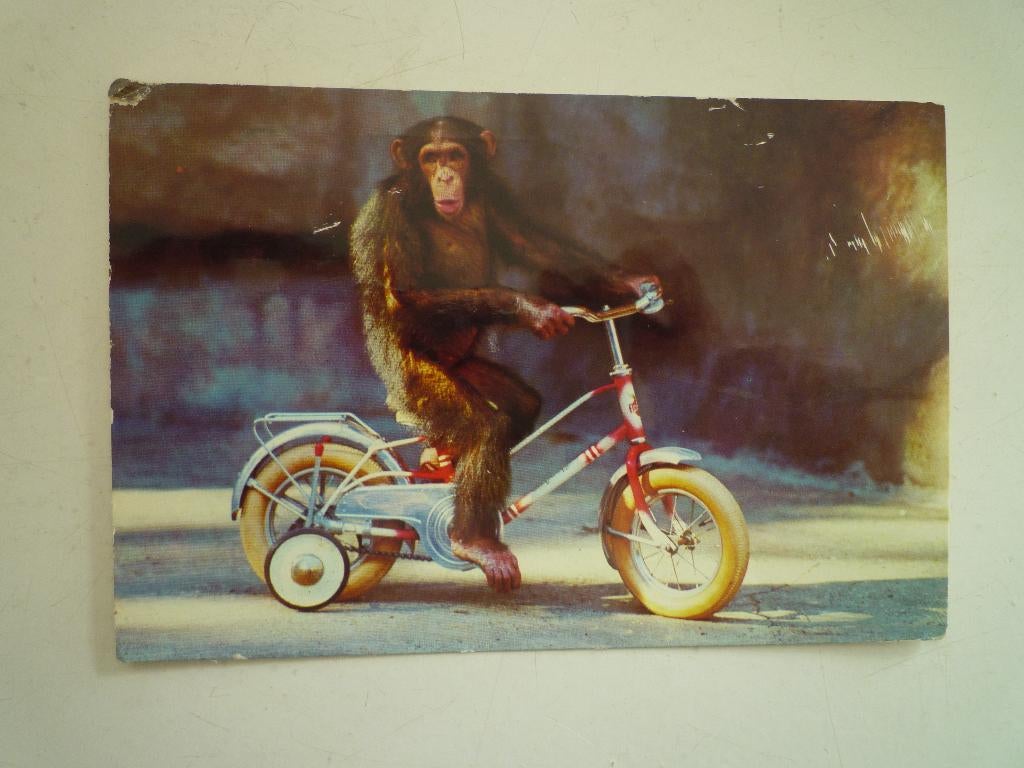 Dierenpark Amersfoort chimpansee aap op fiets, Ophalen of Verzenden, Voor 1920, Utrecht