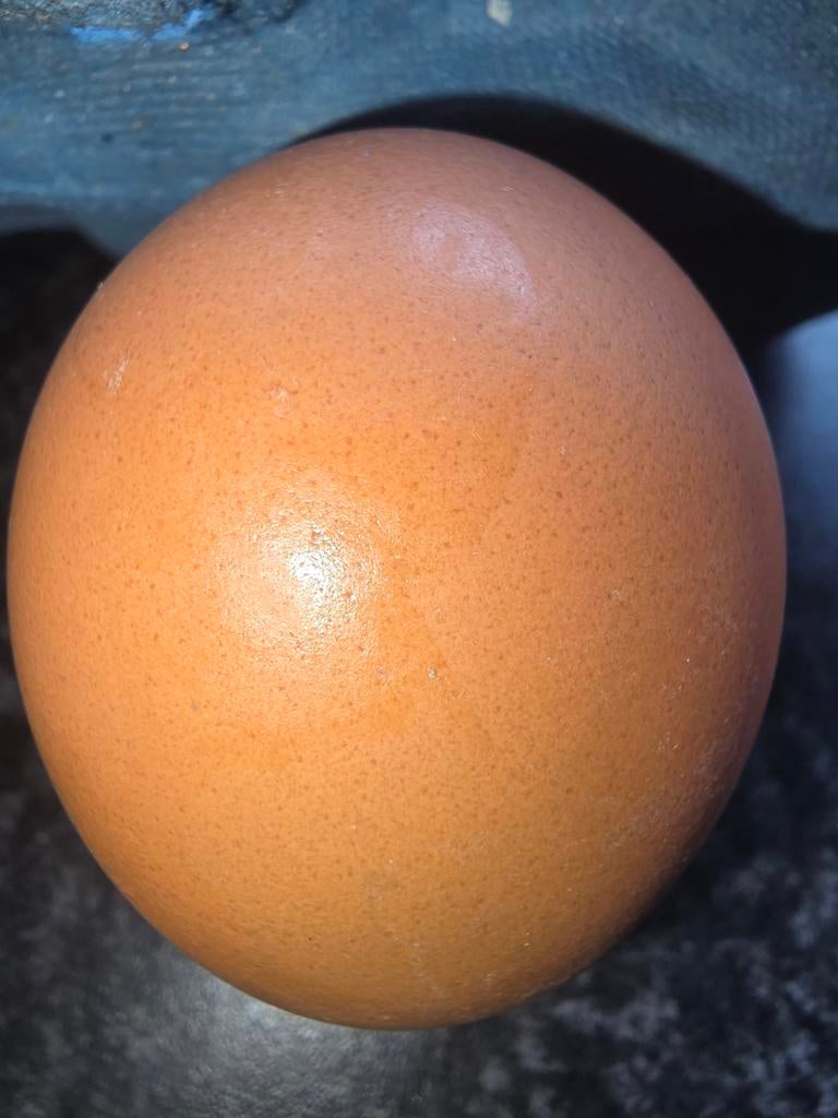 Te koop gevraagd partij dubbeldooiers, Ophalen