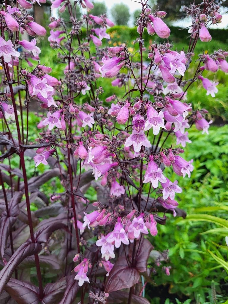 Zaden Penstemon Joke, Verzenden, Volle zon