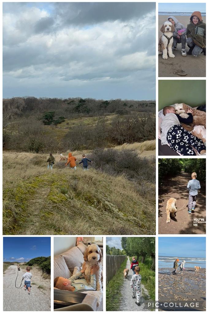 Gezocht ; labradoodle, 1 tot 2 jaar, Geslacht onbekend, Eén hond, Klein