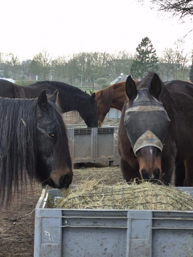 Weidegang 24-7, Stalling