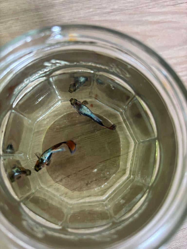 Gup, Dieren en Toebehoren, Vissen | Aquariumvissen, Vis, Zoetwatervis, Schoolvis