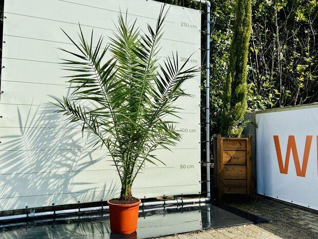 Palmboom - Phoenix Canariensis - Stamhoogte 10 cm, Bloeit niet, Ophalen of Verzenden, 100 tot 250 cm, Palmboom