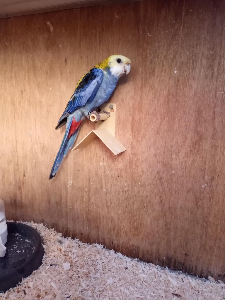 Vogelmarkt Boskoop – MARKT GAAT DEFINITIEF DOOR!!!, Ophalen of Verzenden