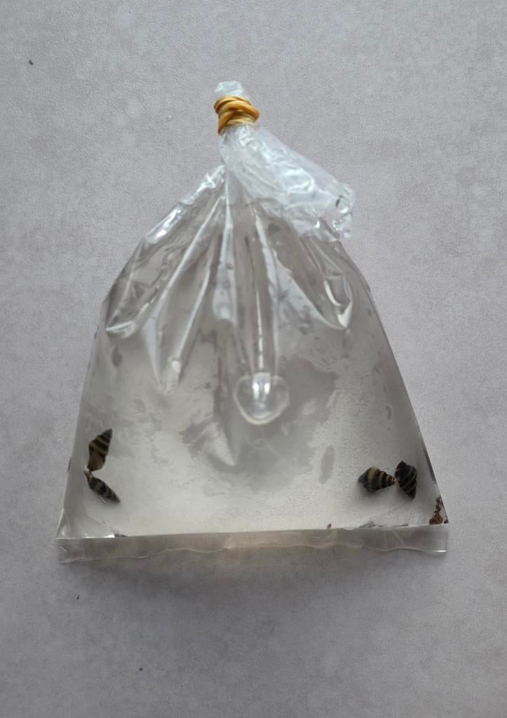 Waterdichte vis transport zakjes / breathing bags, Ophalen of Verzenden, Nieuw, Overige typen