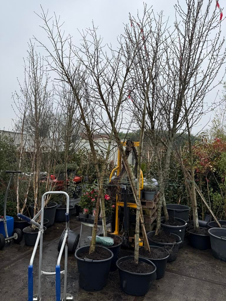 Liguidambars  amberboom hoog 4 meter komen er nog 4. Aan, Bloeit niet, Overige soorten, Ophalen, Volle zon