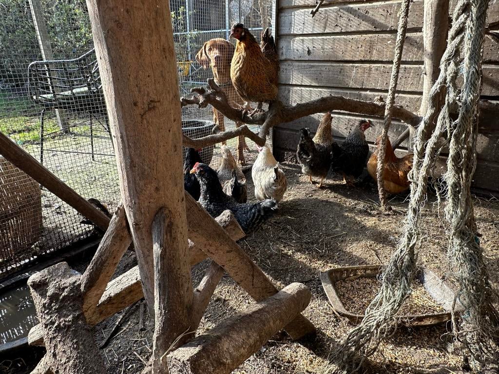 Groepje kippen van 2025 net aan de leg, Vrouwelijk, Kip