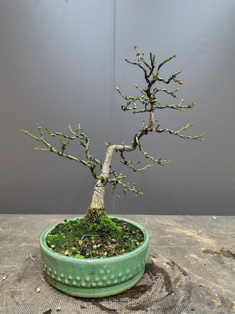 Euonymus alatus bonsai, Ophalen of Verzenden, Nieuw