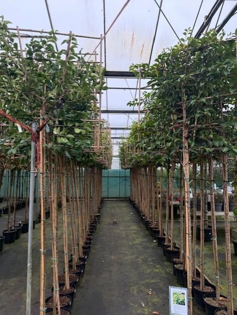 leiboom brenelia 340 cm hoog stam 190 cm hoog, Leiboom, Lente, 250 tot 400 cm, Ophalen