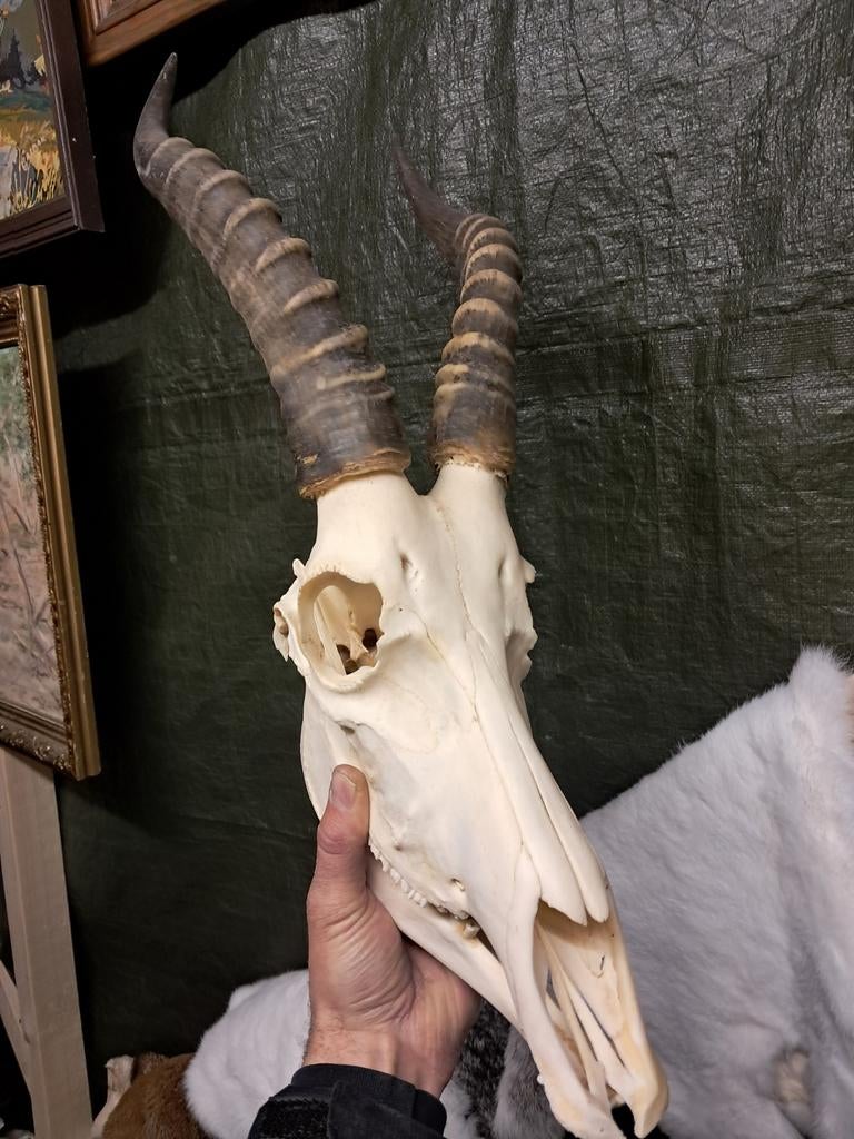 Blesbok schedel met boven en onderkaak. Afrika skull hoorns, Ophalen of Verzenden, Zo goed als nieuw, Wild dier, Schedel