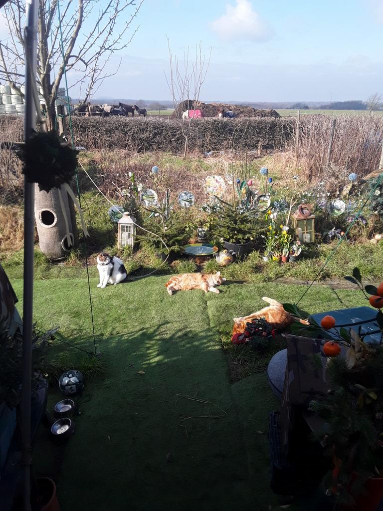 Boerderij ,Poesje 1,5 j THUIS alleen Buiten ,!! MAASTRICHT, Poes